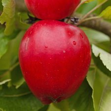 Höstäpple, Katja E, Låg Stam, stam P60 C10