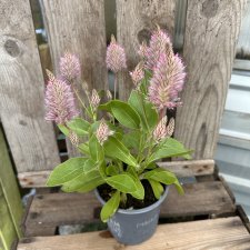 Ptilotus nobilis Joey, Kattamarant
