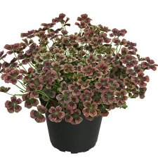 Klöver Angel Clover™ Chocolat, stickling 3-pack