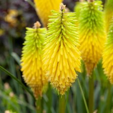 Kniphofia cultorum Bees Lemon, Rabattfackellilja, P9cm