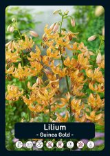 Krollilja Lilium martagon Guinea Gold 1st