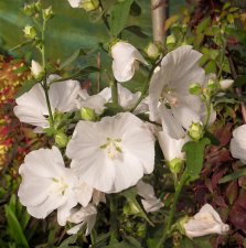 Malva x clementii Marshmallow Ice White