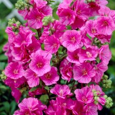 Malva x clementii Burgundy Wine, Malva, P9cm