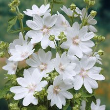 Malva x clementii White Angel ®, Buskgråmalva, C5