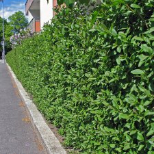 Ligustrum vulgare, Liguster