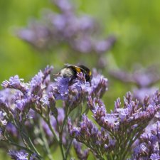 Limonium vulgare, Marrisp