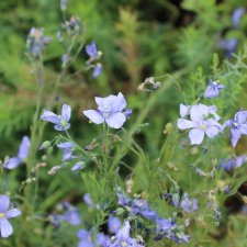 Linum perenne Saphir, Berglin, P9cm