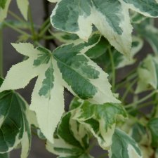 Liquidambar styraciflua Silver King, Ambraträd, 175-200 C10