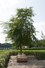 Liriodendron tulipifera Aureomarginatum, Tulpanträd, utr 175-200 C10