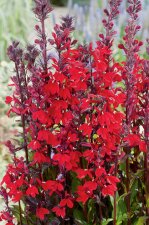Lobelia cardinalis, Kardinallobelia, P9cm