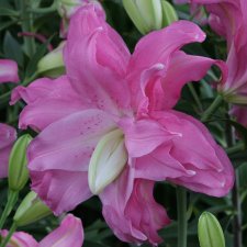 Orientalisk Lilja Lotus Joy 3st