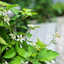 Rubus fruticosus Lucky Berry ®