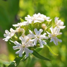 Lychnis chalcedonica Alba, Studentnejlika, P9cm