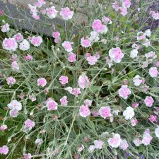 Lychnis coronaria Oculata, Purpurklätt