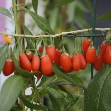 Lycium barbarum Princess Tao ®