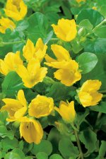 Lysimachia nummularia, Penningblad, P9cm