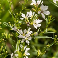 Lythrum salicaria White Swirl, Fackelblomster, C11cm