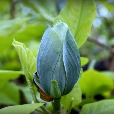 Magnolia acuminata Blue Baby, Poppelmagnolia