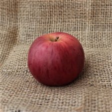 Malus domestica Ananaskanel, Äpple, stam A2 C10