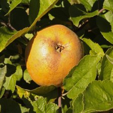 Äpple, Cox´s Pomona, stam A2 C10