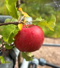 Malus domestica Wellant ®, Vinteräpple