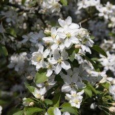Malus White Angel