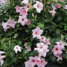 Mandevilla, Stickling 3-pack