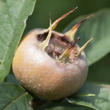 Mespilus germanica Westerfield