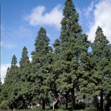 Metasequoia glyptostroboides, Kinesisk Sekvoja, utr 175-200 C12