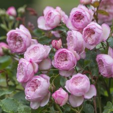 Rosa austin The Mill on the Floss ® Howard Rice David Austin Roses