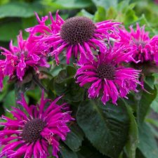 Monarda didyma Bee-Free ®, Temynta