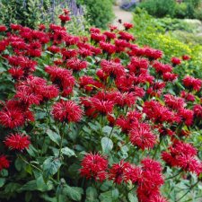 Monarda didyma Gardenview Scarlet