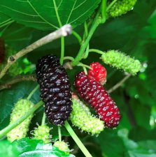 Morus accidosa Illinois Everbearing, Mullbär, C5