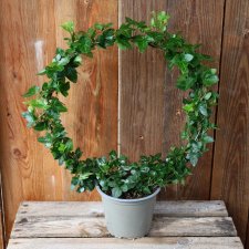 Murgröna båge 14cm