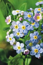 Myosotis palustris, Förgätmigej, P9cm