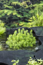 Myriophyllum crispatum, Krusslinga