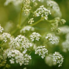 Myrrhis odorata, Spansk Körvel, SQ1