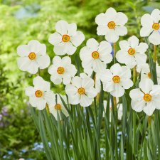 Pingstlilja Narcissus Actaea 5st