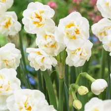 Bukettnarciss Narcissus Bridal Crown 6st
