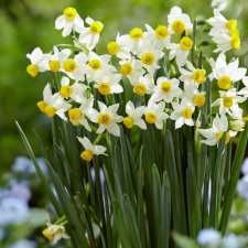 Dvärgtazett Narcissus tazetta subsp. italicus Canaliculatus 7st