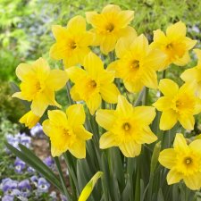 Påsklilja / Stjärnnarcissus Narcissus Carlton 14kg