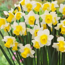 Trädgårdsjonkvill Narcissus Golden Echo 7st