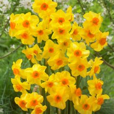 Trädgårdstazett Narcissus Martinette 7st