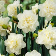 Stjärnnarciss Narcissus Obdam 5st