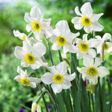 Stjärnnarciss Narcissus Sinopel 5st