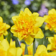 Narcissus Sunday Star