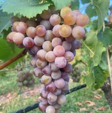 Vitis vinifera Nelly