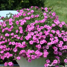 Calibrachoa MiniFamous ® Neo Double Pink