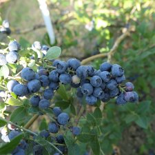 Vaccinium angustifolium Northland