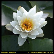 Nymphaea Gladstoniana, Näckros, P11cm